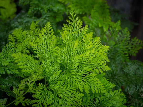 Fundo Folha Verde Conceito Baixa Chave — Fotografia de Stock