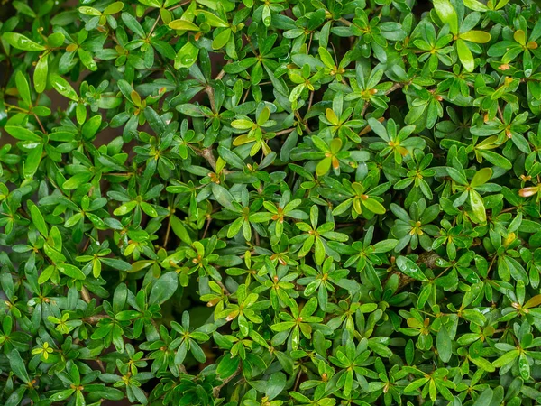 Cüce çam arka plan için yeşil yaprakları