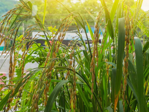 Feche Arroz Campos Arroz Dourado Sol Dourado Amanhecer — Fotografia de Stock