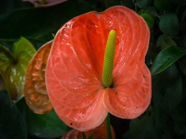 Прекрасный Антуриум Цветок Фламинго Цветут Саду — стоковое фото