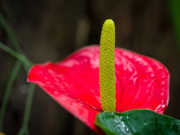 Piękny Kwiat Anthurium Lub Flamingo Kwiat Ogrodzie — Zdjęcie stockowe