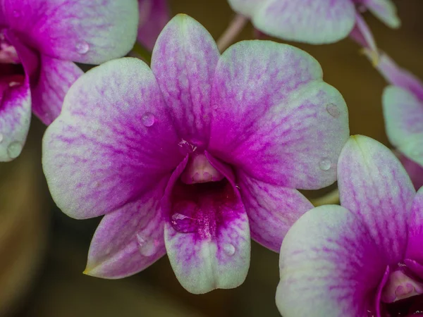 Piękno Vanda Orchidea Orchidea Biało Fioletowy — Zdjęcie stockowe