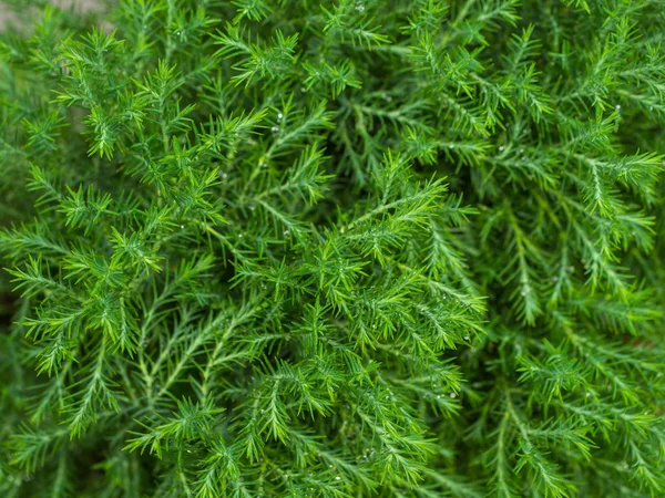 çam yaprağı yeşil bokeh doğa kökenli soyut