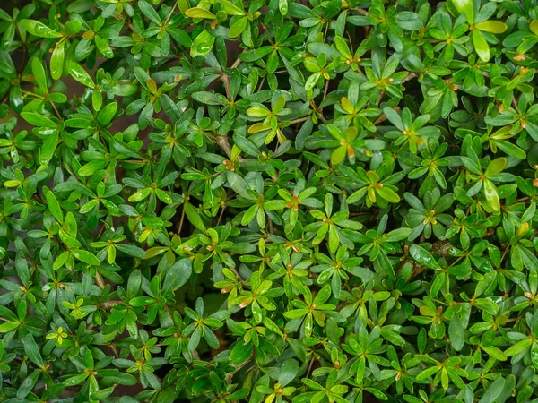 Cüce çam arka plan için yeşil yaprakları