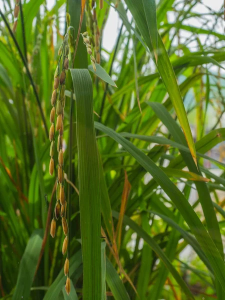 Pirinç, altın pirinç tarlaları kapatın