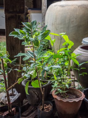 Longan Taze yayma siyah plastik torba, doğa görüntü arka plan bitki.