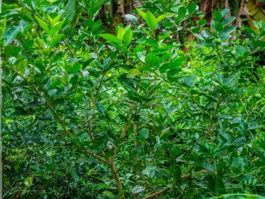 Meyve ile limon yeşili ağaç bahçede büyür