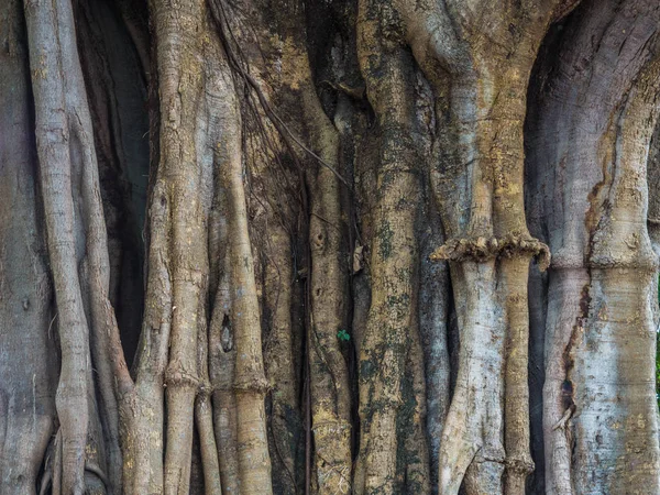 büyük ağaç gövde birçok karmaşık kök sıkı göstermek ve ağaç surround