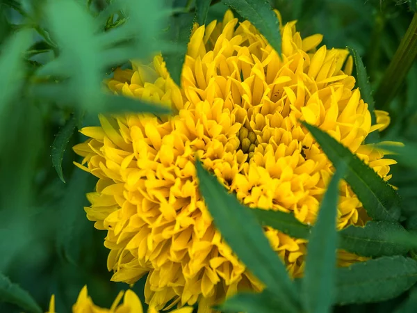 Closeup Flor Asiática Calêndula Flores Jardim — Fotografia de Stock