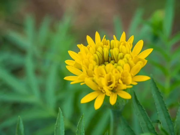 Linda Flor Asiática Flores Calêndulas Jardim — Fotografia de Stock