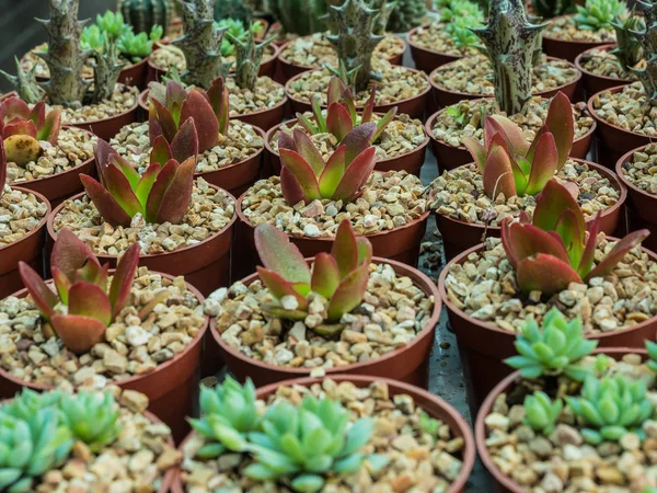 Gruppo Cactus Una Pentola Pianta Succulenta — Foto Stock