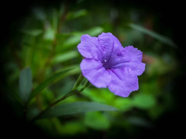 Purple Flower Garden Waterkanon Lowkey — Stock Photo, Image