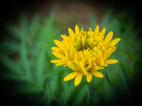 Calêndulas Flores Jardim Lowkey — Fotografia de Stock