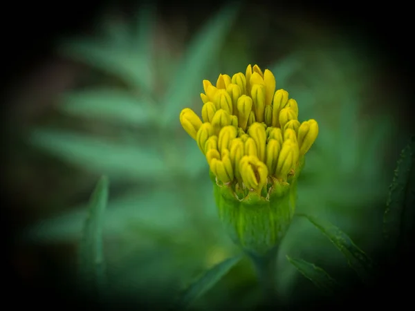 Calendule fiori in giardino, lowkey — Foto Stock