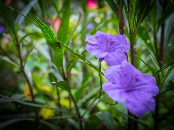 Fiore viola in giardino, Waterkanon, Lowkey — Foto Stock