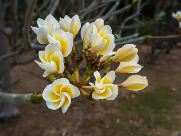 Champa Λουλούδι Μια Άνθηση Στον Κήπο — Φωτογραφία Αρχείου
