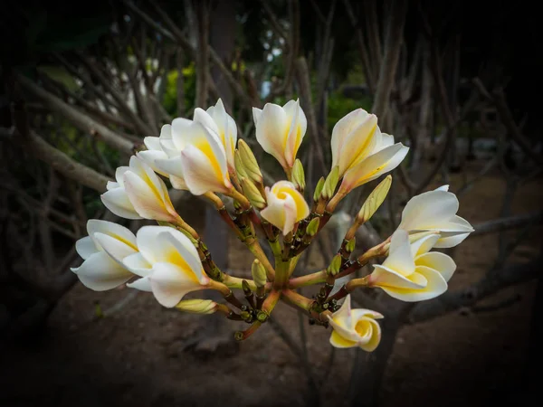 Champa Kwiat Kwitnących Ogrodzie Lowkey — Zdjęcie stockowe