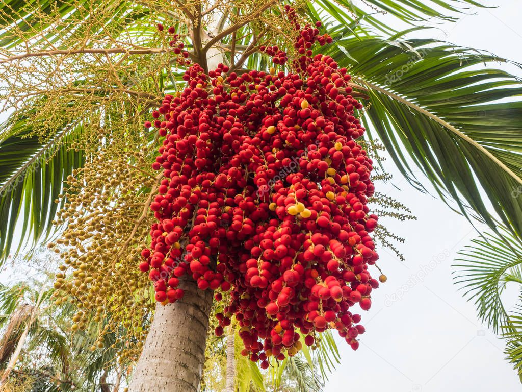 Foxtail palm fruit,Red betel nut on palm tree