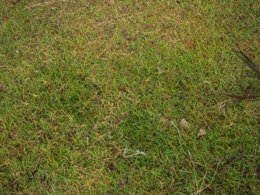 Yeşil çim, doğal arka plan dokusu