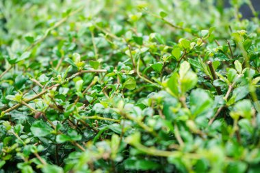 Yeşil yaprak alan arka plan. Canlı yeşil yaprak alan arka plan