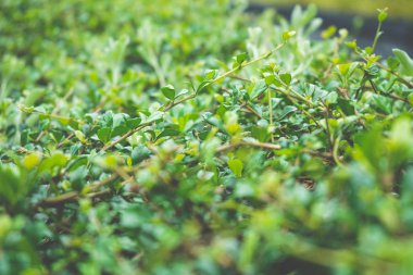 Yeşil yaprak alan arka plan. Canlı yeşil yaprak alan arka plan