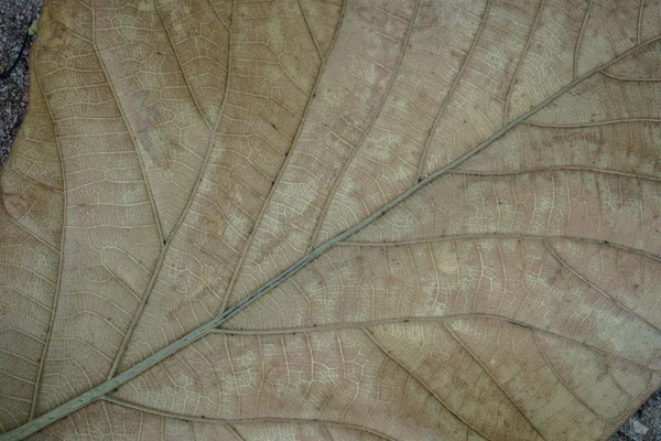 Bliska martwych liści. Zbliżenie żółtego, zmarłego liścia z wieloma żyłami. Może być używany jako obraz tła — Zdjęcie stockowe