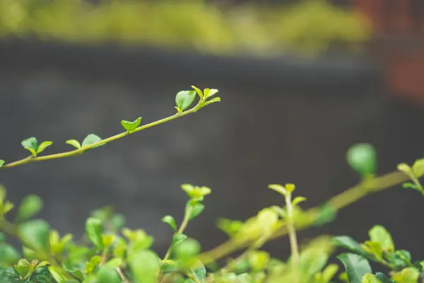 Rama de vid joven de primavera verde con hojas, cultivo de la producción de vino, uvas inmaduras, viñedo de primavera — Foto de Stock