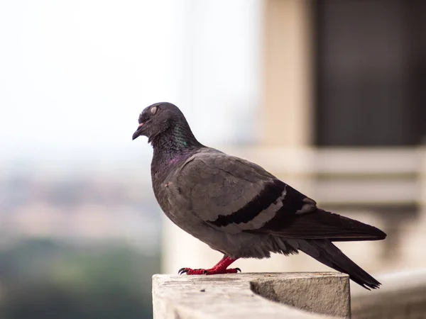 Portrait Pigeon Endormi — Photo