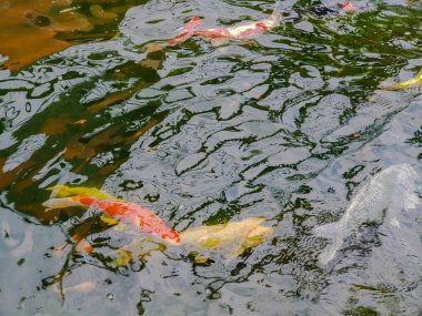 Blur Renkli Sazan veya fantezi Carps veya Koi sazan göletyüzme