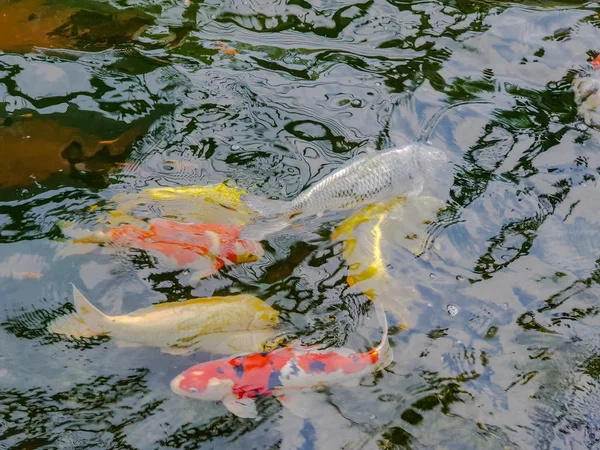 Verschwimmen Bunte Karpfen Oder Ausgefallene Karpfen Oder Koi Karpfen Die — Stockfoto