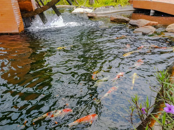 Blur Colorful Carps Fancy Carps Koi Carps Swimming Pond — Stock Photo, Image