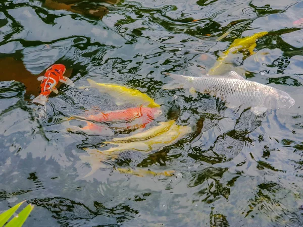 Blur Färgglada Carps Eller Fancy Carps Eller Koi Carps Simma — Stockfoto