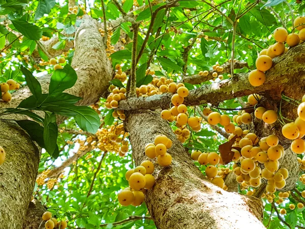 Bajo Vista Rambeh Frutas Tailandesas Árbol Rambi — Foto de Stock