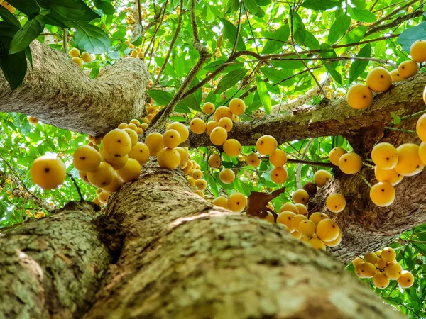 視界の下で ランビの木にタイのフルーツランベ — ストック写真