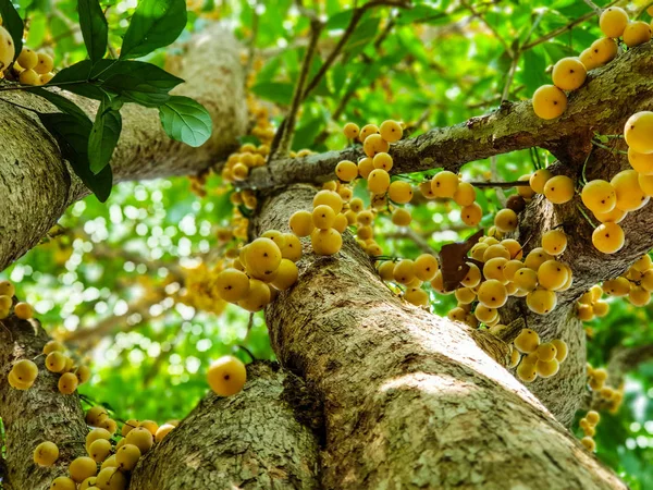 Görünümü altında, rambi ağacı üzerinde Tay meyve rambeh