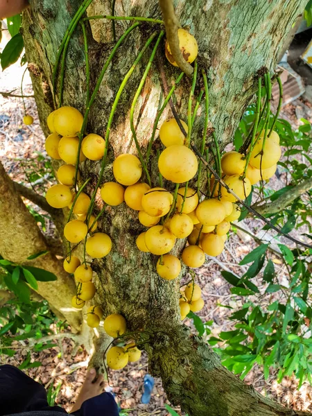 Vista Superior Rambeh Frutas Tailandesas Árbol Rambi — Foto de Stock