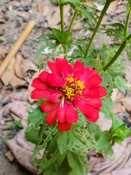 Zinnia Común Zinnia Elegans Jardín — Foto de Stock