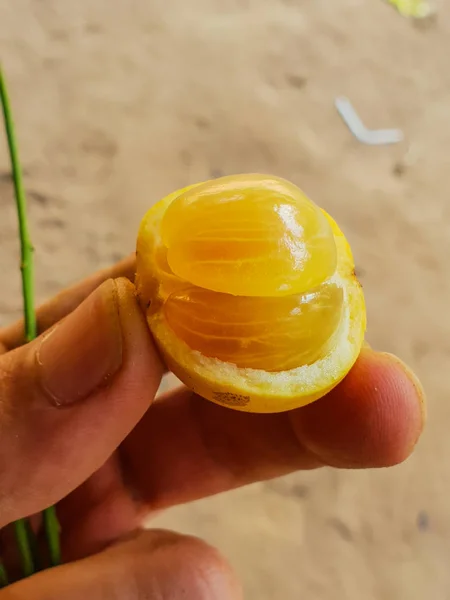 Rambeh Tropical Fruit Hand — Stock Photo, Image