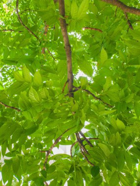 Büyük ağaç yeşil yaprak desen altında doğa ışık arka plan