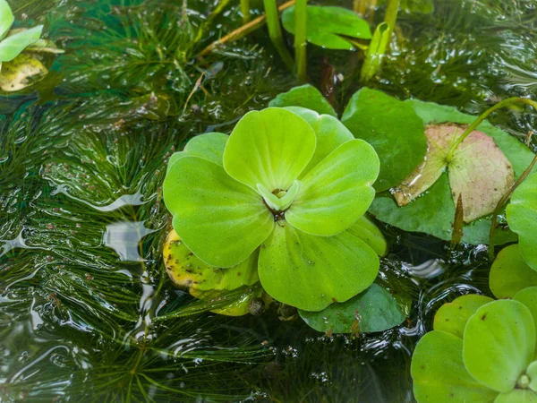 Wassersalat Pistia Stratiotes Linnaeus Areceae Schwimmende Wasseranlage Aus Nächster Nähe — Stockfoto