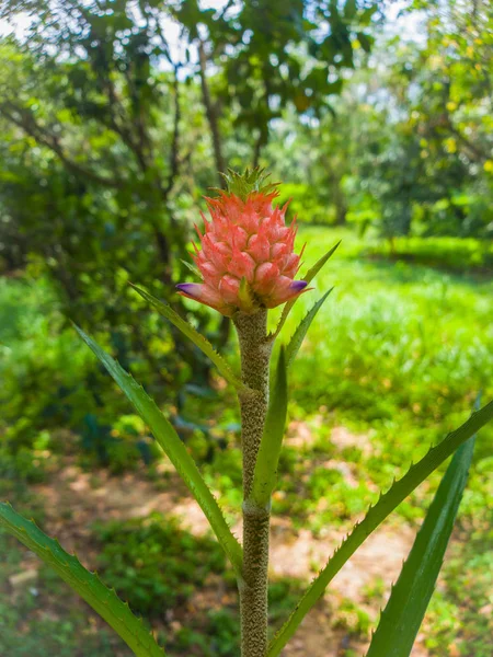 Blooming Aechmea Fasciata Sølv Vase Eller Urn Plante Art Blomstrende - Stock-foto