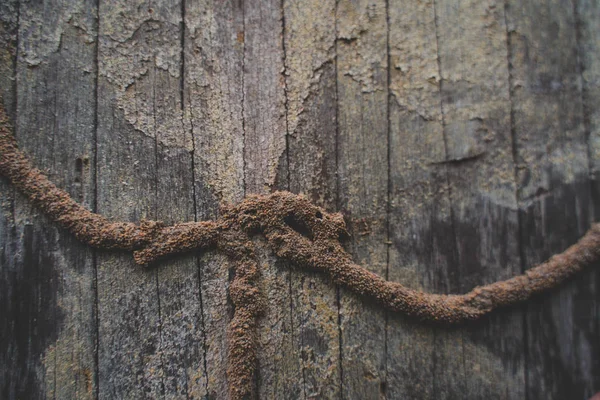 Termit istila edildi. Termit istila ahşap yakın