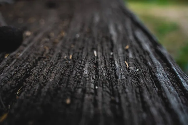 Seleccionar el enfoque en la piel de madera vieja para el uso de fondo — Foto de Stock