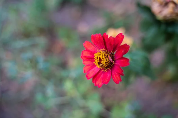 Zinnia vermelha velha ou zinnia bonita no jardim da flor — Fotografia de Stock