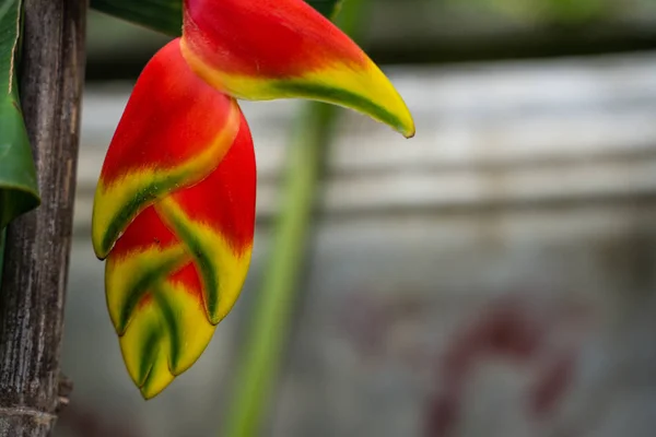 Pendurado lagosta garra tropical selva planta close up — Fotografia de Stock