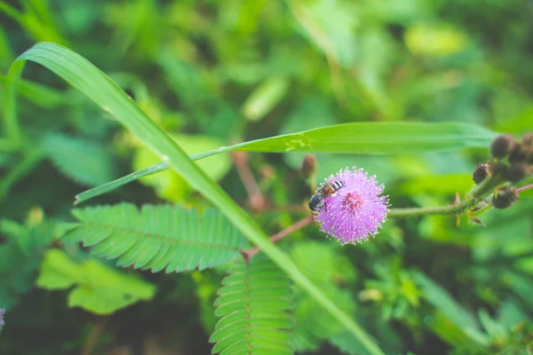 Primeros planos de la flor sensible de la planta, Mimosa Pudica . — Foto de Stock