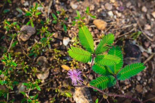 Enfoque seleccionado a la hoja sensible de la planta, Mimosa Pudica . — Foto de Stock