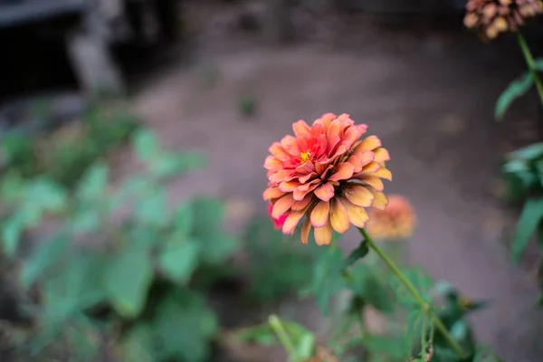 Zinnia vermelha velha ou zinnia bonita no jardim da flor — Fotografia de Stock