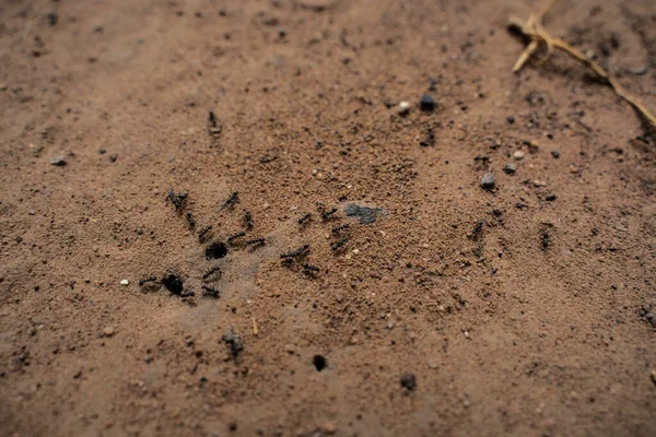 Черный муравей на земле. Несу еду в гнездо — стоковое фото