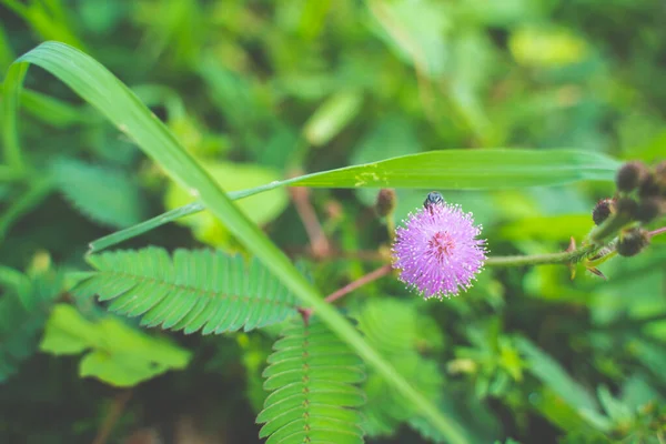 Primeros planos de la flor sensible de la planta, Mimosa Pudica . — Foto de Stock